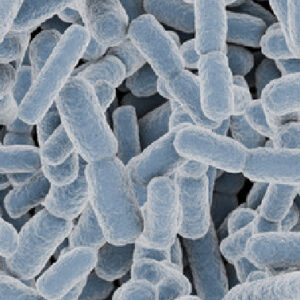 乳酸菌（殺菌）KT-11