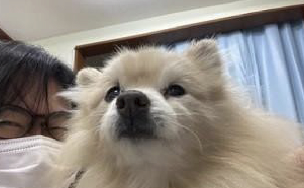 ポメラニアンのマロンちゃん