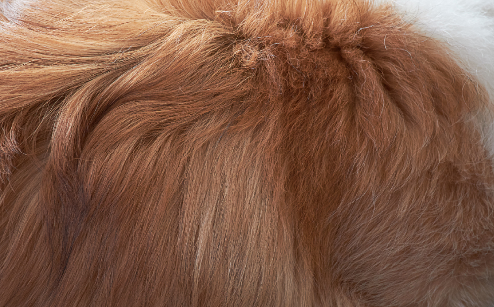 ペットの毛並み