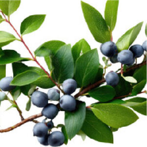 ブルーベリー茎