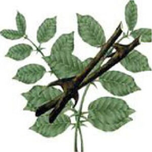 キャッツクロー