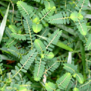 チャンカピエドラ