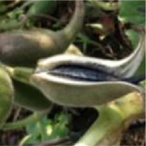 デビルズクロー