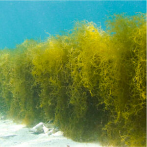 フコイダン（オキナワモズク）