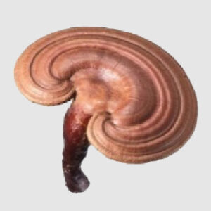 霊芝（レイシ）