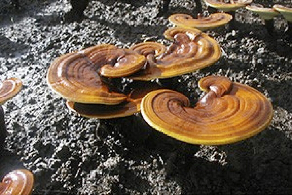 霊芝の効能と概要