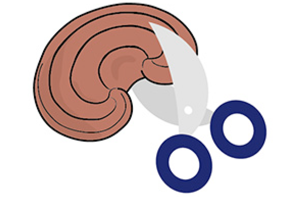 霊芝を細かく切ります