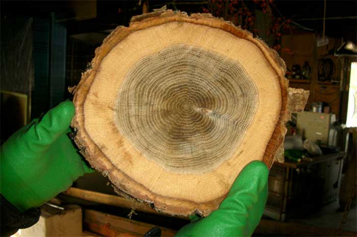 カットされた原木