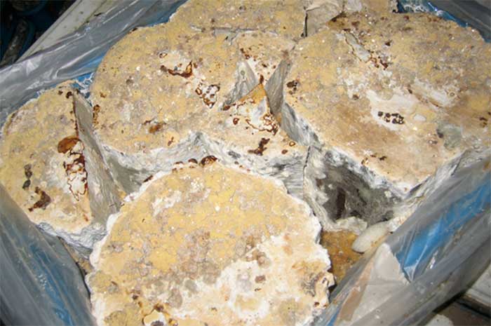 カットされた原木