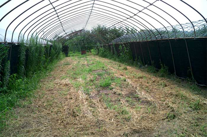 霊芝が育った土地