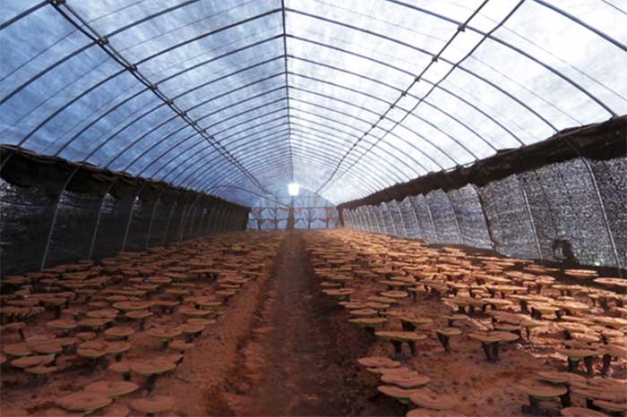立派な霊芝に成長
