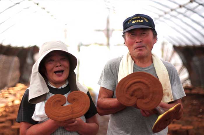 収穫された霊芝