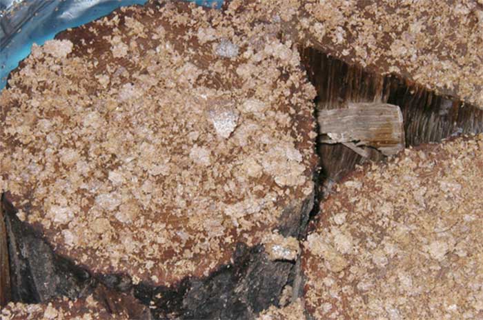 種菌の植え付け