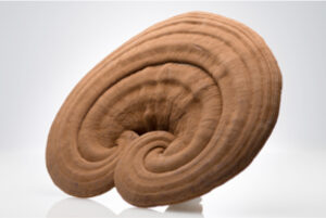 こだわりの国産霊芝