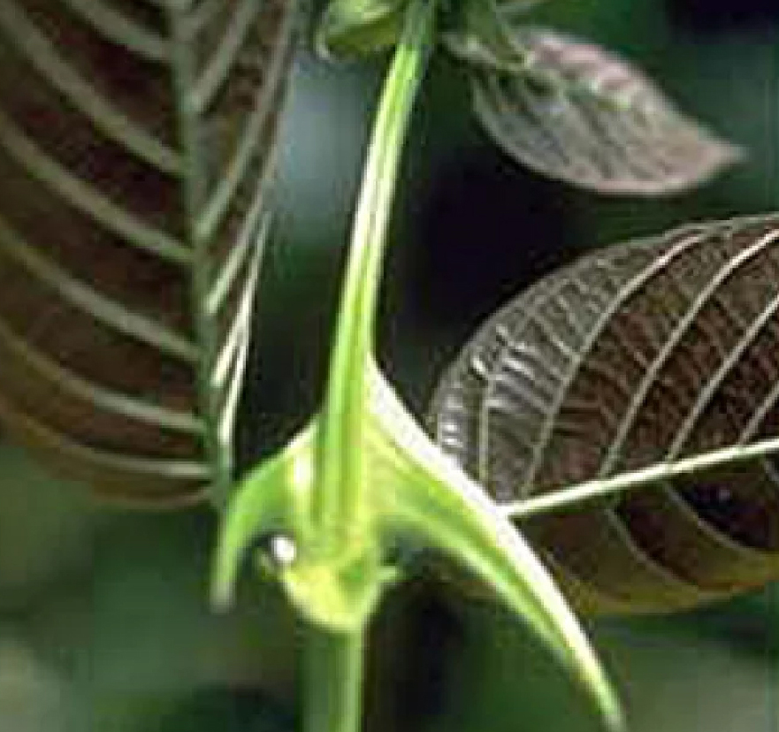 クラレンドールα