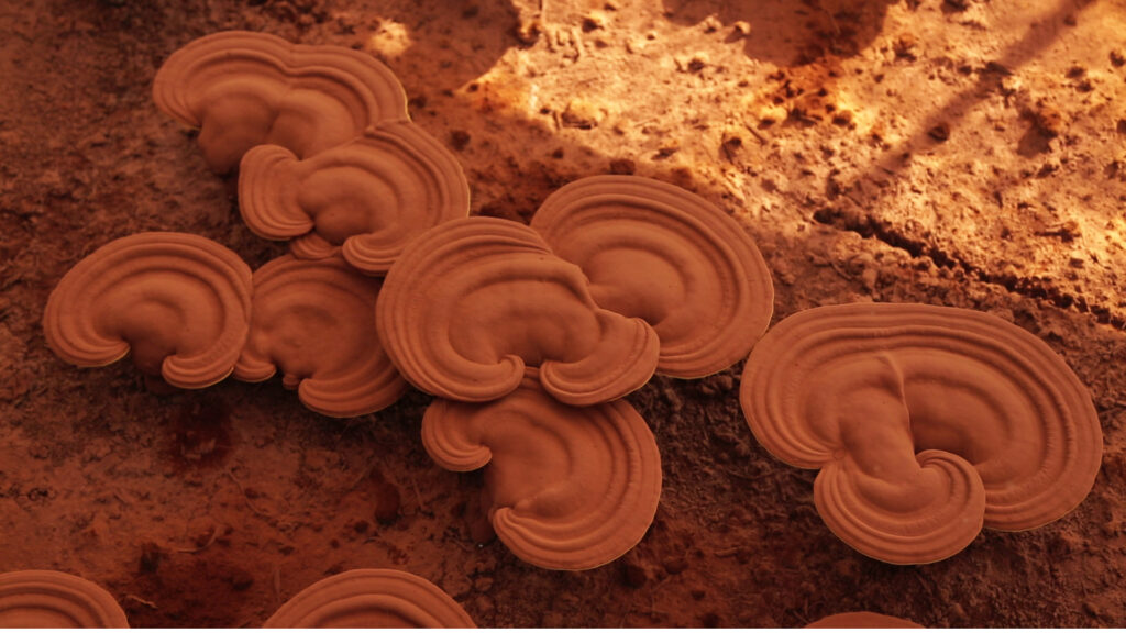 上薬研究所トップ画像3